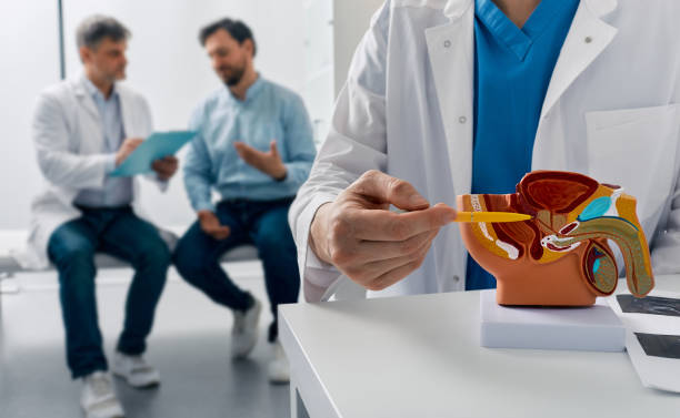 Consultation of urologist for male patient with prostatitis. Treatment of men's diseases and prostatitis. Anatomical model of male reproductive system, close-up